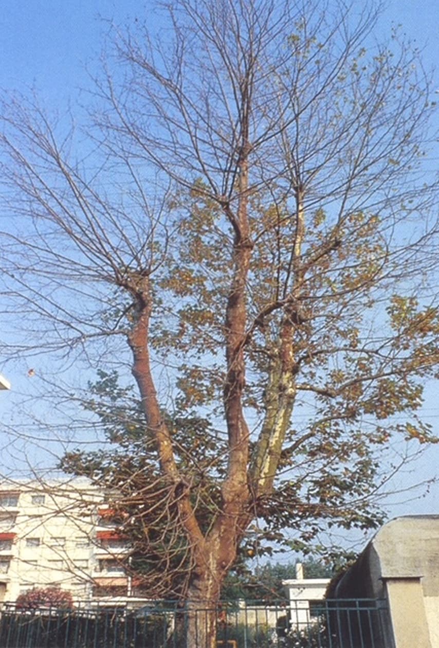 Jeunes plants en pépinière
