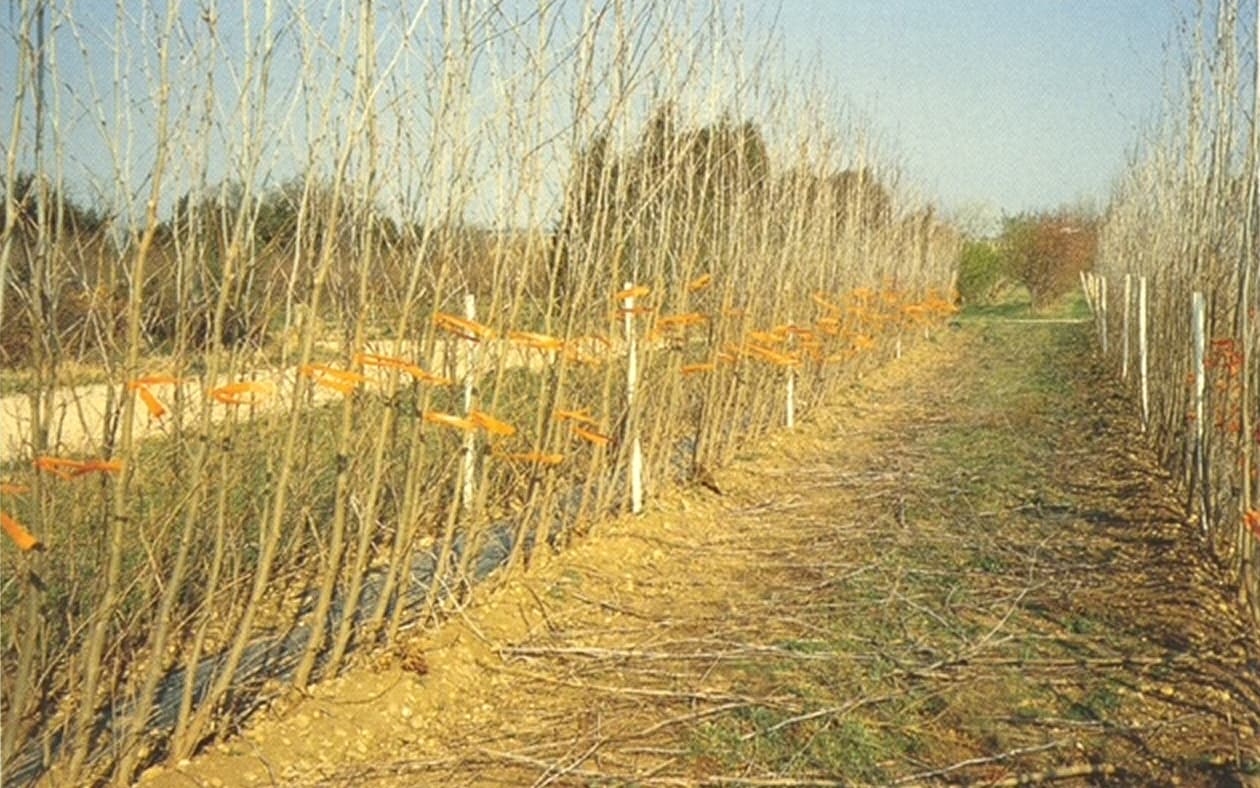 Jeunes plants en pépinière