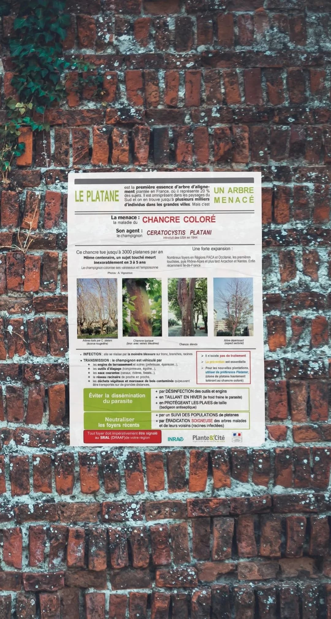 Mur avec affiche chancre coloré