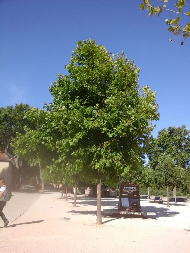 Alignement de Platanor