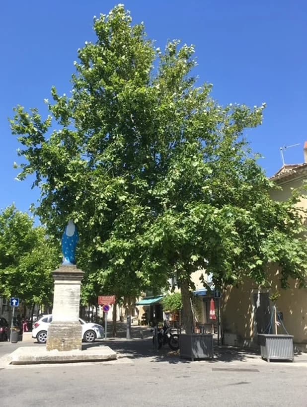 Alignement de Platanor