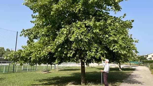 Vigueur hybride exceptionnelle